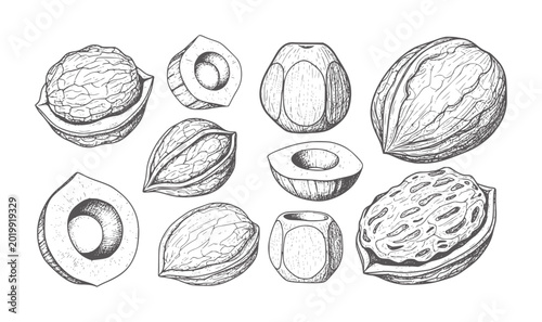 Foto Black and white line of various nuts and seeds with shells