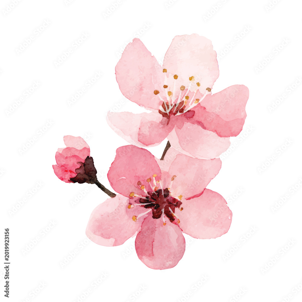 Fototapeta premium Pink Cherry Blossom Flower Closeup View 2.