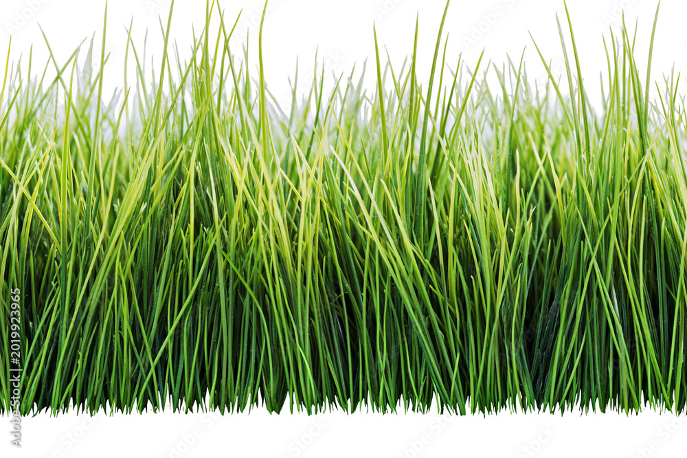 Fototapeta premium Lush green grass blades detailed texture, isolated on transparent background