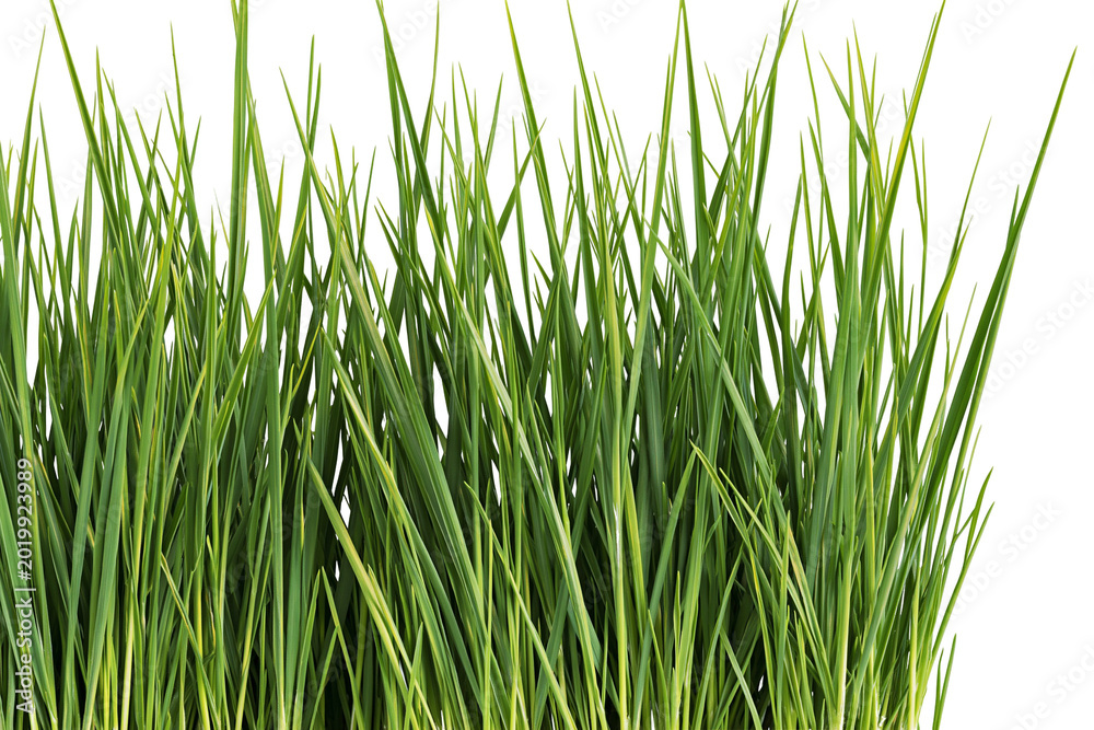 Fototapeta premium Lush green grass blades fresh and vibrant, isolated on transparent background