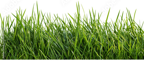 Cuadro en lienzo Lush green grass blades detailed texture, isolated on transparent background