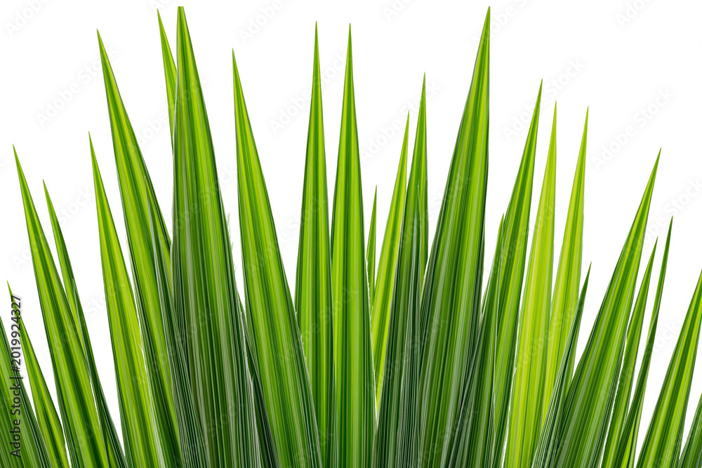 Fototapeta premium Tall green grass blades with sharp points, isolated on transparent background