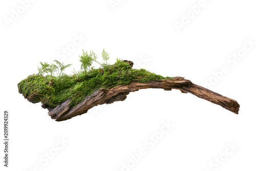 Schilderij op canvas Mossy driftwood branch with small ferns, isolated on transparent background