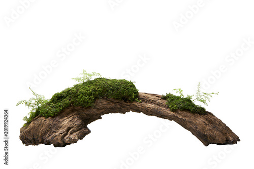 Curved weathered driftwood log covered with lush green moss and ferns, isolated on transparent background