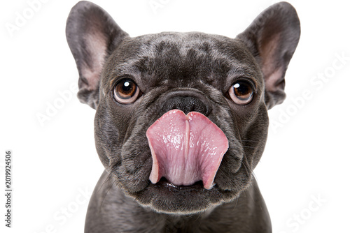 Fotografía Gray French Bulldog puppy with pink tongue licking its nose, isolated on transpa