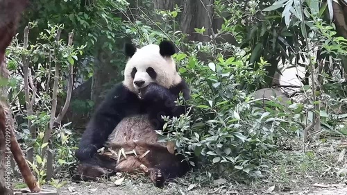 Female panda, Yuan Run , eating fresh bamboo , Chengdu , China