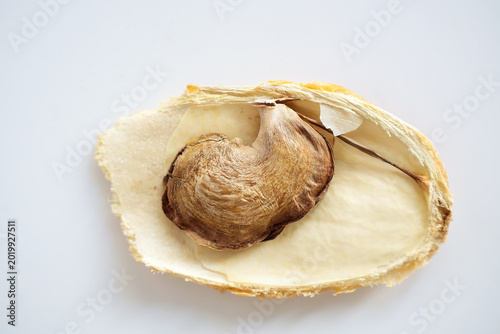 Photos Open mango stone with seed inside on white background.