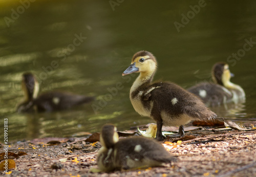 Pato