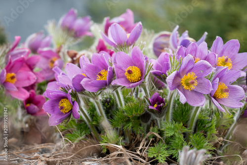Konstfotografi Like tiny wild lanterns of spring, the pasque flowers open gently to the season, bringing color and quiet wonder