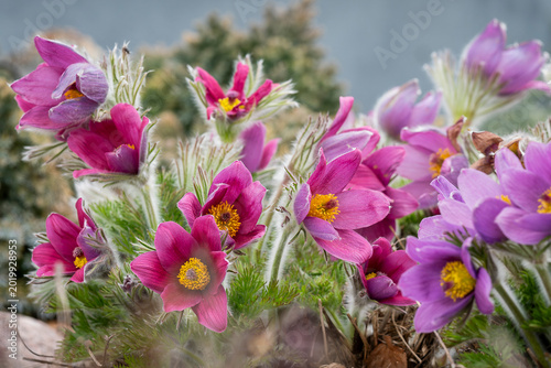 Foto Like tiny wild lanterns of spring, the pasque flowers open gently to the season, bringing color and quiet wonder