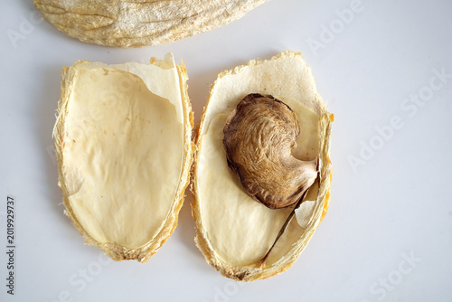 Photos Open mango stone with seed inside on white background.