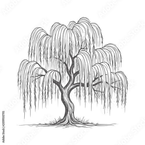 Fotografie Black and white intricate weeping willow tree branches roots