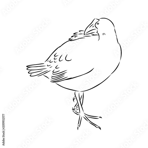 Konstfotografi purple swamphen, wild bird, vector sketch