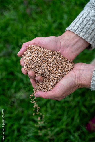 Bild auf Leinwand Farmer hands holding heap of ripe wheat grains over green field background