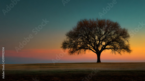 Tree silhouette in empty field with subtle color gradient sky 