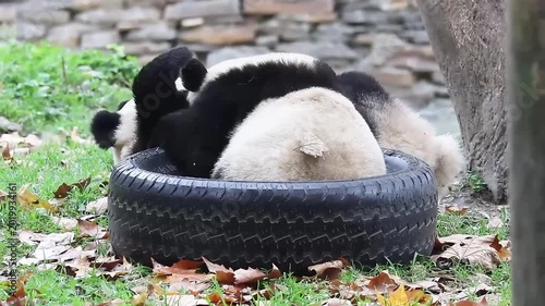 Mother Panda playing with her Cub , Wolong Panda Base , China
