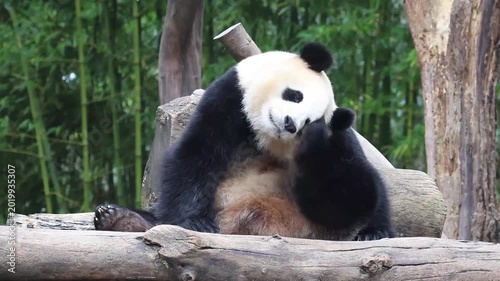 Close up Funny movement of panda