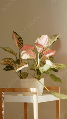 Vertical video: Showing sunbeam shifting on variegated plant in white pot on wood stand at window
