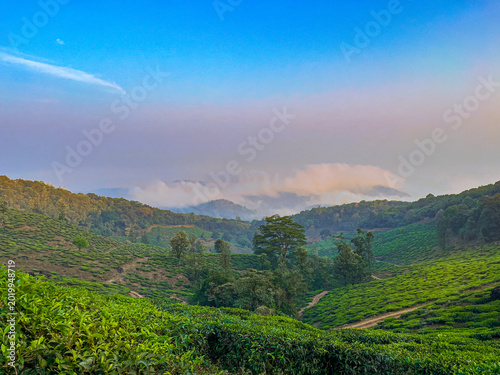 Scenic tea plantation in Vythiri Wayanad Kerala India with green hills, forest and misty landscape in the Western Ghats
