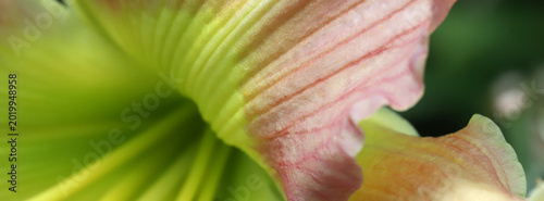 A macro shot highlighting the delicate texture of a pale pink and lime-green ...