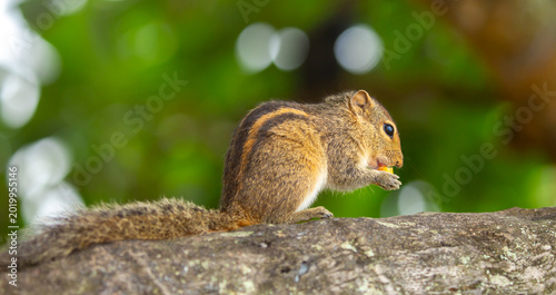 Photography Chipmunk against the backdrop of tropical nature