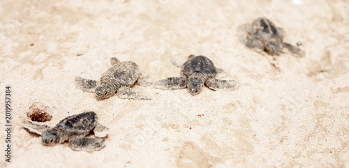 A small baby sea turtle crawls along the sandy shore towards the ocean to survive. The turtle hatched on the island of Sri Lanka. New life, saving the population, the way forward to a new life.