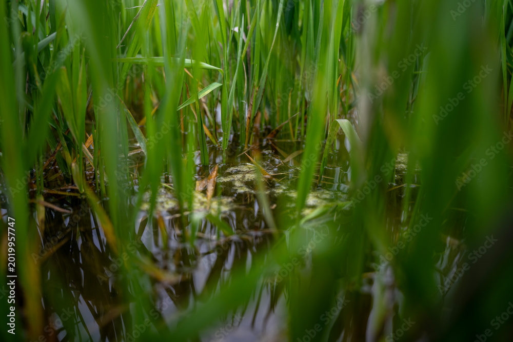 Obraz premium Green grass growing in standing water on wet ground, close up view of flooded vegetation in marshy outdoor area.