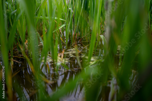 Obraz na plátne Green grass growing in standing water on wet ground, close up view of flooded vegetation in marshy outdoor area