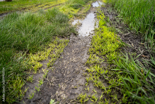 Obraz na plátne Muddy tire track with standing water crossing grassy ground outdoors, showing wet soil, grass, and drainage problem after rain
