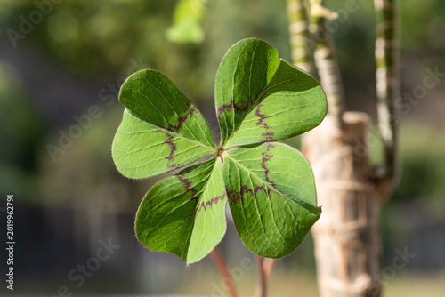 Four-leaf clover in closeup