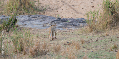 Foto African animals Lioness or Lion in the bush of Kruger National Park South Africa