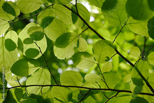 background of green leaves of dove tree on a sunny day