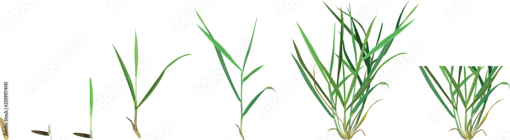 Fototapeta premium Growth stages of perennial ryegrass lawn grass from seed sprout to mature plant and first mowing diagram (Lolium perenne)