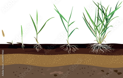 Growth stages of perennial ryegrass lawn grass with root system development in soil layers cross section diagram (Lolium perenne)