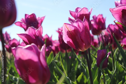 pink tulips in spring