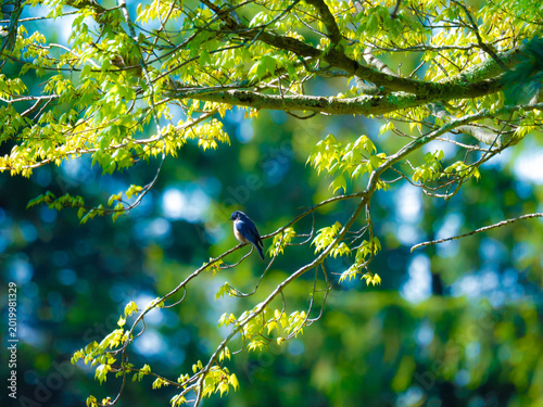 Quadro su tela an eastern bluebird in a tree