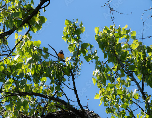 Foto A baltimore oriole in a tree