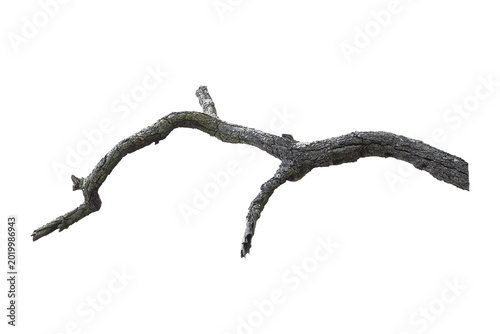 Natural branch, single branch, tree branch