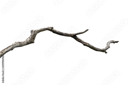 Natural branch, single branch, tree branch