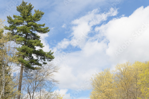 coniferous tree on a feathery cloud background in spring