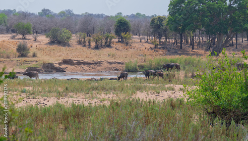 Cape buffalo, also known as African buffalo, in the bush of Kruger National Park South Africa