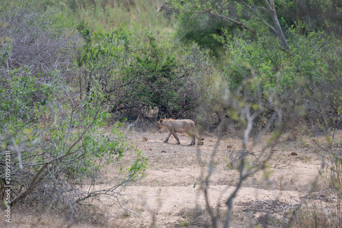 Lioness or Lion in the bush of Kruger National Park South Africa
