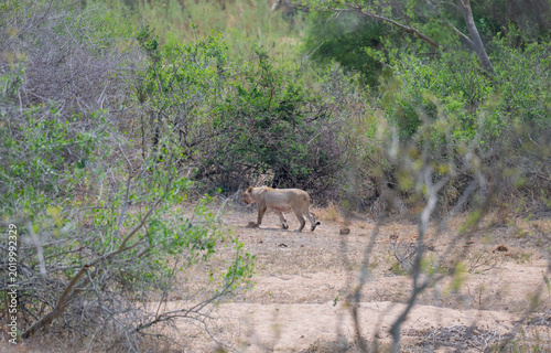 Lioness or Lion in the bush of Kruger National Park South Africa