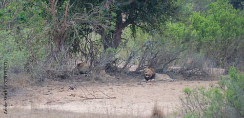 Lion in the bush of Kruger National Park South Africa