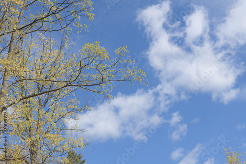 sky with feathery clouds and tree with bud burst