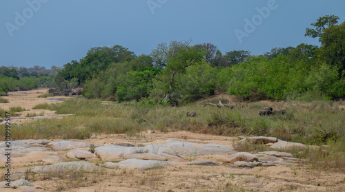 Dry riverbed in Kruger National Park