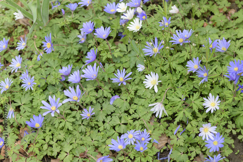 top-down view of Grecian Windflowers (Anemone blanda)