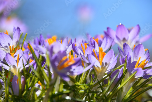 The first crocuses in spring, Sainte-Apolline, Québec, Canada