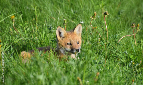 Canvastavla A young fox in the spring, Sainte-Apolline, Québec, Canada
