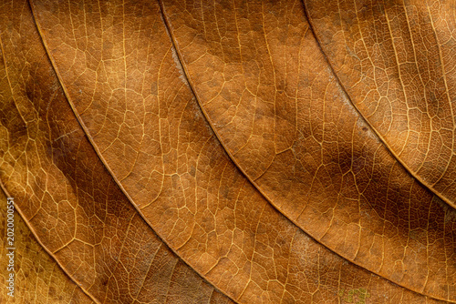 Canvas-taulu Extreme close-up of dry brown leaf texture with detailed veins and organic patterns,Macro,A high-resolution macro shot of a withered brown leaf, showcasing the intricate network of veins, natural